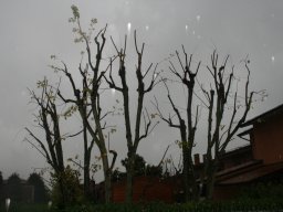 Potatura degli alberi